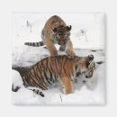 Recherche de cuill magnets Tigre