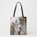 Recherche de australian shepherd accessories Berger australien