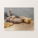 Recherche de otaries puzzles Phoques