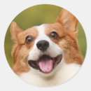 Search for dog photos stickers Dogs