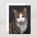 Recherche de yeux verts chat cartes postales Tabby