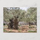 Search for gethsemane postcards Jerusalem