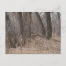 Recherche de bécasse cartes postales Pour tous