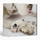 Search for harlequin great dane Animal