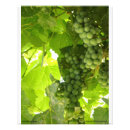 Recherche de raisin photographie Vert