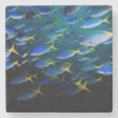 Search for scuba coasters Sea life