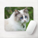 Search for ragdoll electronics Blue eyes
