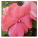 Recherche de macro rose carreaux Beau