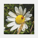 Recherche de coccinelle rouge magnets Blanc