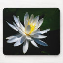Search for white lotus electronics Lily