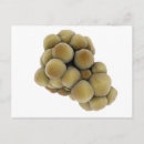 Recherche de oncologie posters Illustrations biomédicales