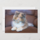 Search for calico kitten cards Pet
