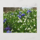Search for early spring postcards Flower