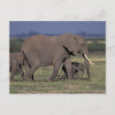 Search for amboseli postcards Elephant