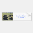 Search for cattles bumper stickers America