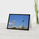 Search for swallow cards Hirundo rustica