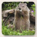 Recherche de marmottes dessous de verres Rongeur