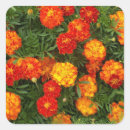 Recherche de marigold autocollants Jardin