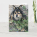 Search for tips cards Dog