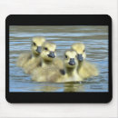 Search for goslings mousepads Nature