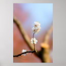 Search for white sakura posters Flower