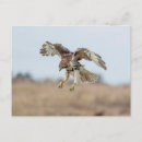 Search for hovering postcards Wildlife