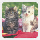 Search for blanket stickers Kitten