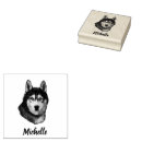 Recherche de siberian husky Amoureux des chiens