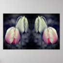 Search for black white tulips posters Photography
