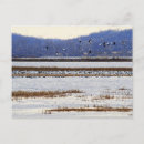 Search for migrating postcards Geese