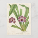 Search for vintage orchid postcards Flowers