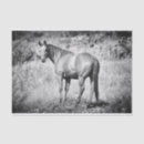 Recherche de mustang vintage Rustique