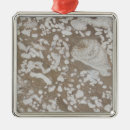 Search for fossil ornaments Prehistoric