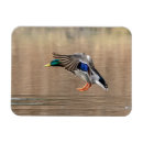 Recherche de canards magnets Animal