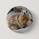 Search for marmot buttons Rodent