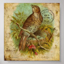 Search for thrushes posters Nature