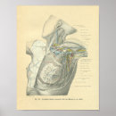 Search for torso posters Anatomy