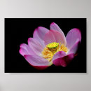 Recherche de blume posters Lila
