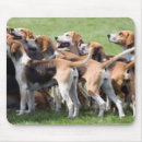 Recherche de fox hound Anglais