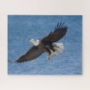 Search for birds of prey puzzles Alaska