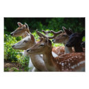Search for fallow posters Spots