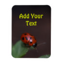 Search for ladybug magnets Flower