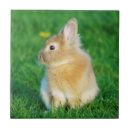 Recherche de assis carreaux Lapin