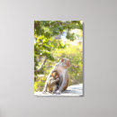 Search for rhesus Wildlife