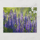 Search for spring colour postcards Purple