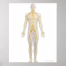 Search for nervous system posters Illustration