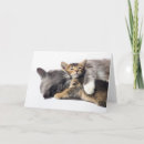 Search for hug cards Kitten