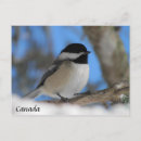 Search for canada day postcards Bird