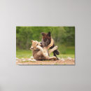 Search for baby wolf pups Canis lupus lycaon
