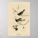 Recherche de oiseau vintage posters Audubon